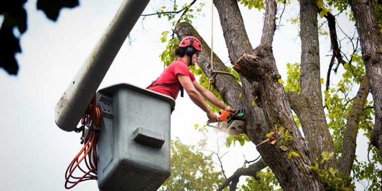Why Professional Tree Care Is Essential for Safe and Attractive Properties